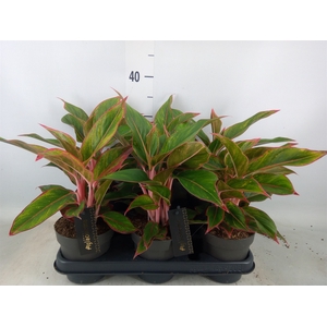 Aglaonema  'Jungle Red'