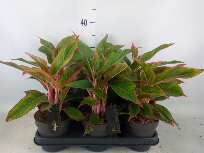 <h4>Aglaonema  'Jungle Red'</h4>