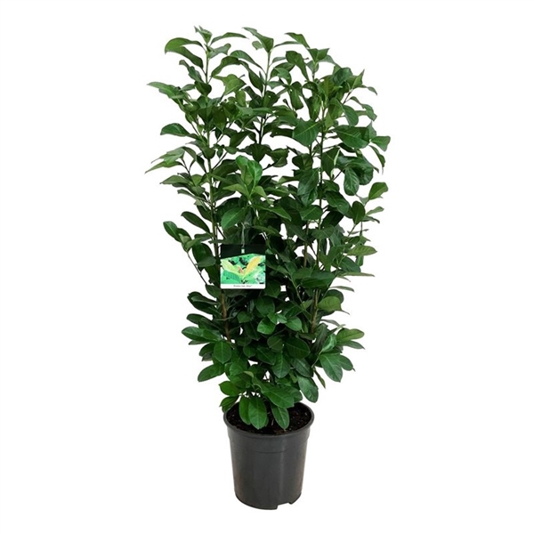 <h4>Prunus laur. 'Etna'</h4>