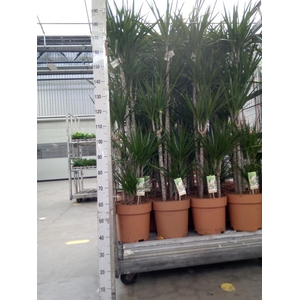 Dracaena marg.