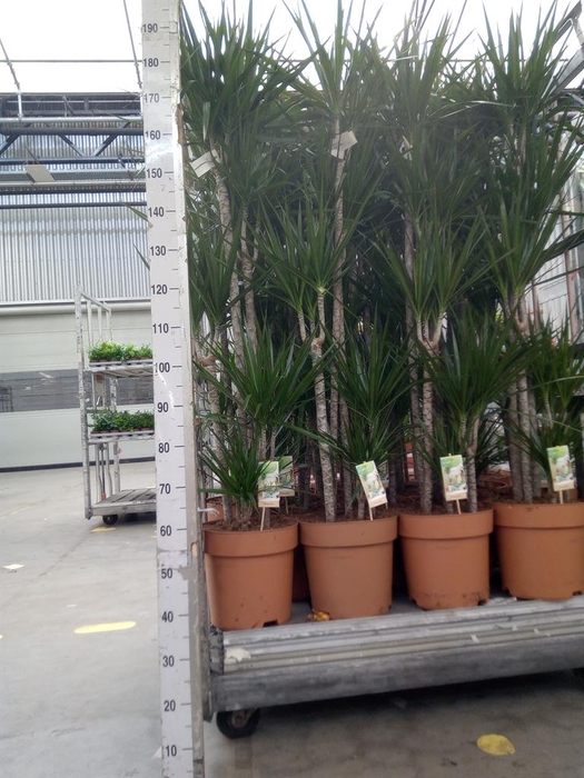 <h4>Dracaena marg.</h4>