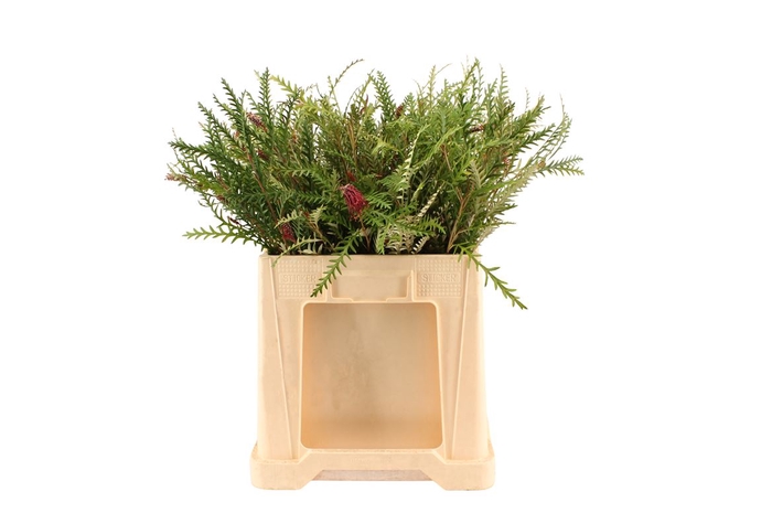 <h4>Grevillea Ivanhoe 60</h4>