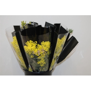 Mimosa Mirandole 150 Gr P Bunch