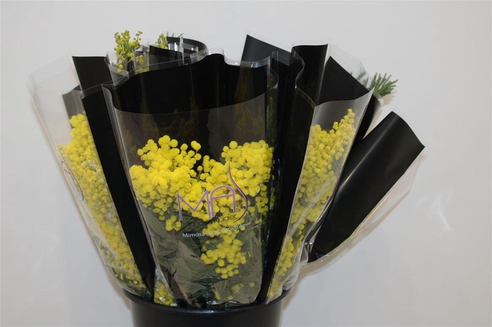 <h4>Mimosa Mirandole 150 Gr P Bunch</h4>