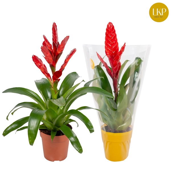 <h4>Vriesea Venga Rood (Met Hoes)</h4>