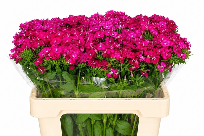 <h4>DI BARB AMAZON NEON CHERRY</h4>