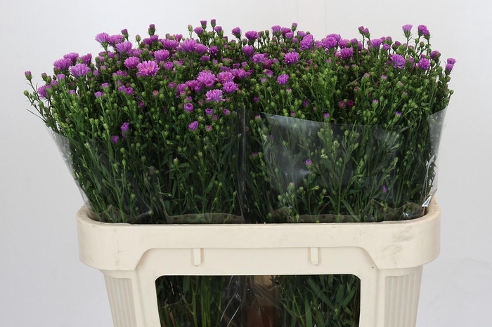 <h4>AST CASAROSA</h4>