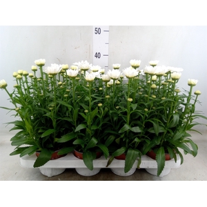 Leucanthemum maximum