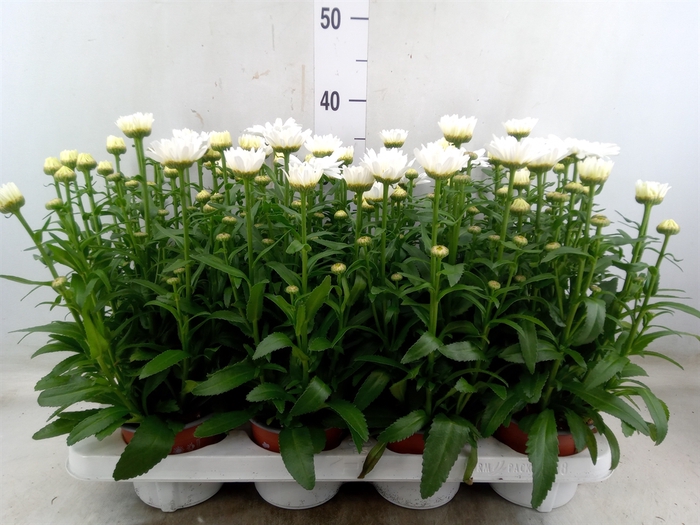 <h4>Leucanthemum maximum</h4>