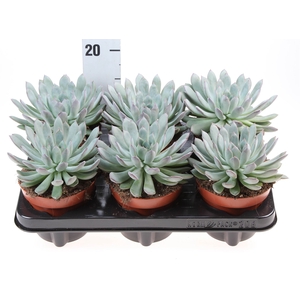 Echeveria pulidonis