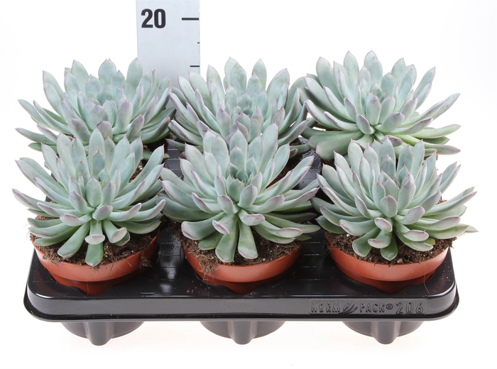 <h4>Echeveria pulidonis</h4>