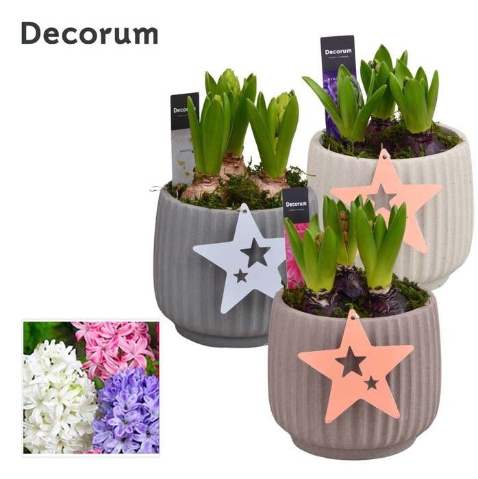 Hyacint Betona HL17222 [PURE]