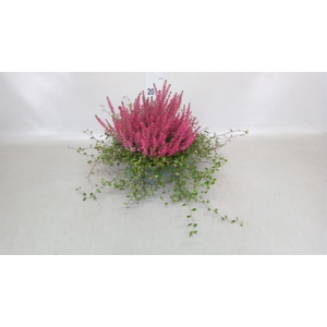 Calluna vulg. 'Garden G Martina'