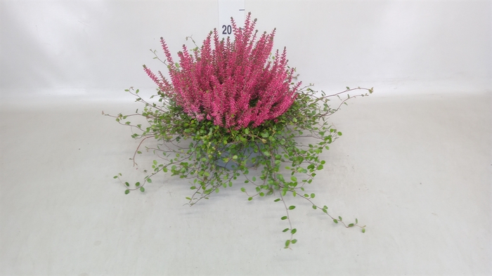 <h4>Calluna vulg. 'Garden G Martina'</h4>