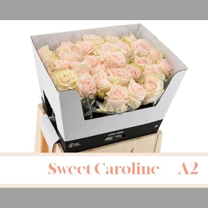 R GR SWEET CAROLINE