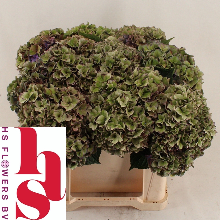 <h4>HYDR M CH RODEO CL</h4>