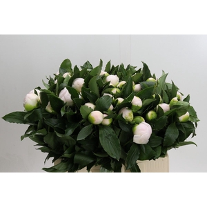 Paeonia L White Elegance