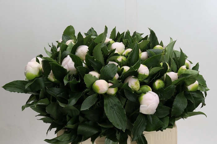 <h4>Paeonia L White Elegance</h4>