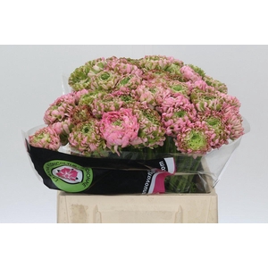 Ranunculus Pon Pon Hermione