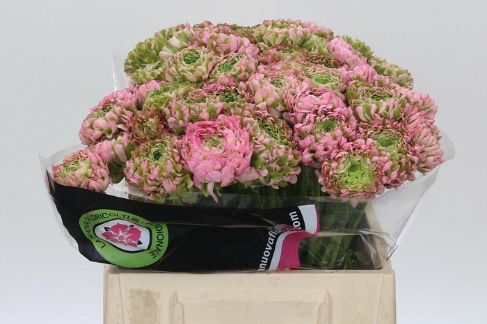 <h4>Ranunculus Pon Pon Hermione</h4>