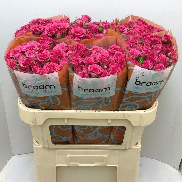 <h4>Rosa TR 'Lianne' BRAAM</h4>