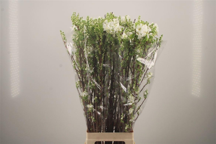 <h4>Exoc Mag Springtime</h4>