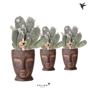 Kolibri Greens Opuntia white in Totem Mask pot