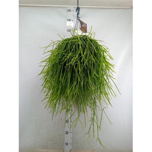 Rhipsalis   ...