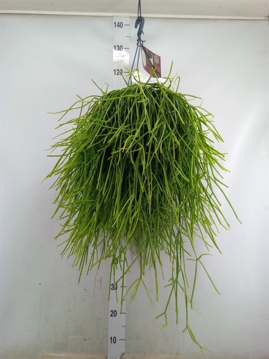 <h4>Rhipsalis   ...</h4>