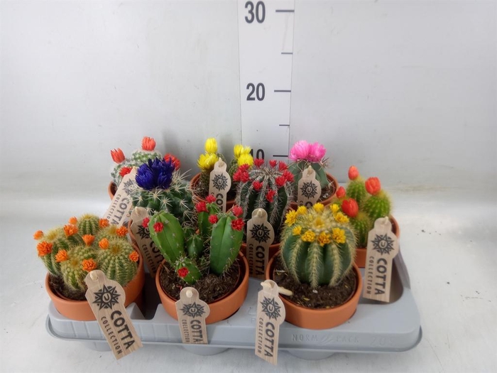 <h4>Cactus   ...mix</h4>