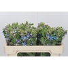 Oxypetalum Tweedia Blue