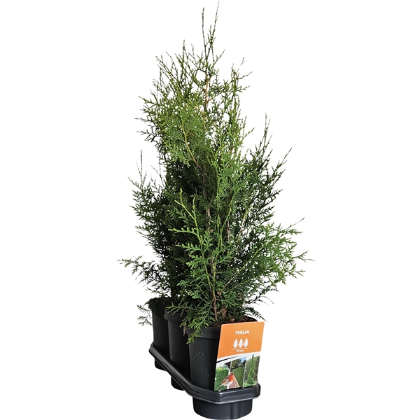 <h4>Hedgeline Thuja occidentalis (King of) Brabant C4</h4>