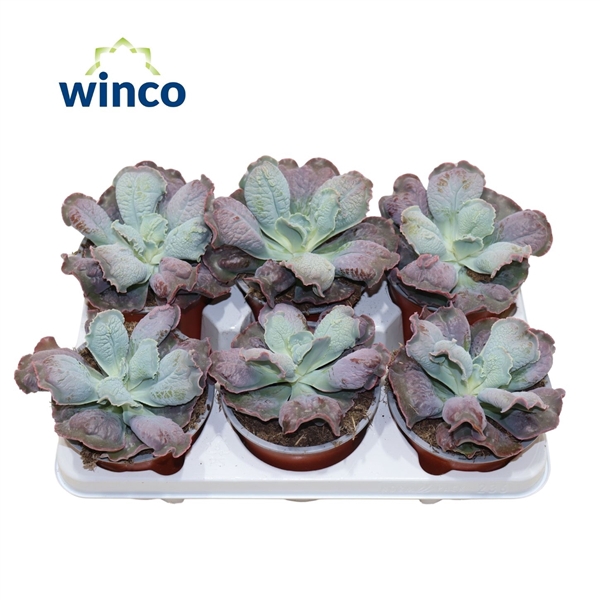 <h4>Echeveria Paul Bunyan</h4>