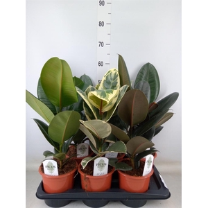 Ficus elastica   ...mix 3