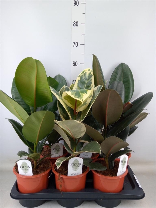 <h4>Ficus elastica   ...mix 3</h4>