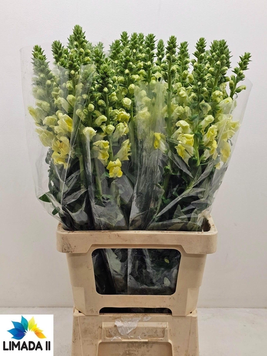 <h4>ANTIR POTO YELLOW</h4>