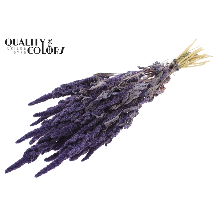 <h4>Amaranthus per bunch Frosted Milka</h4>