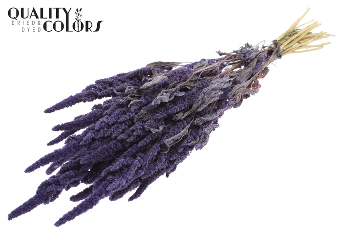 Amaranthus per bunch Frosted Milka