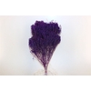 Dried Broom Bloom Violet Bunch