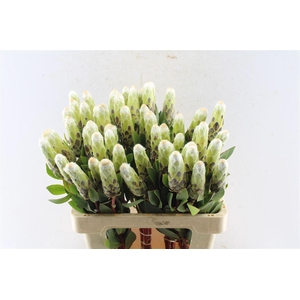 Protea Mundi White