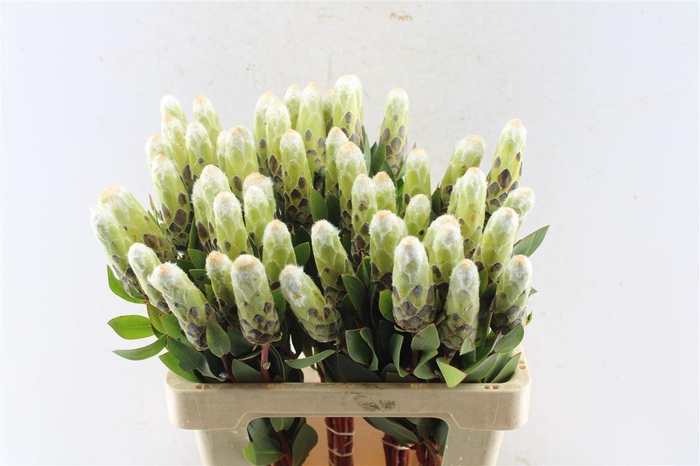 <h4>Protea Mundi White C</h4>