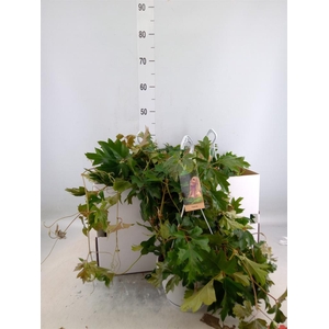 Cissus rhombifolia 'Ellen Danica'
