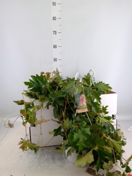 <h4>Cissus rhombifolia 'Ellen Danica'</h4>