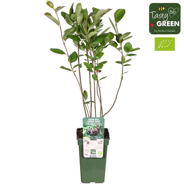 <h4>Aronia melanocarpa Rubina Bio P19</h4>
