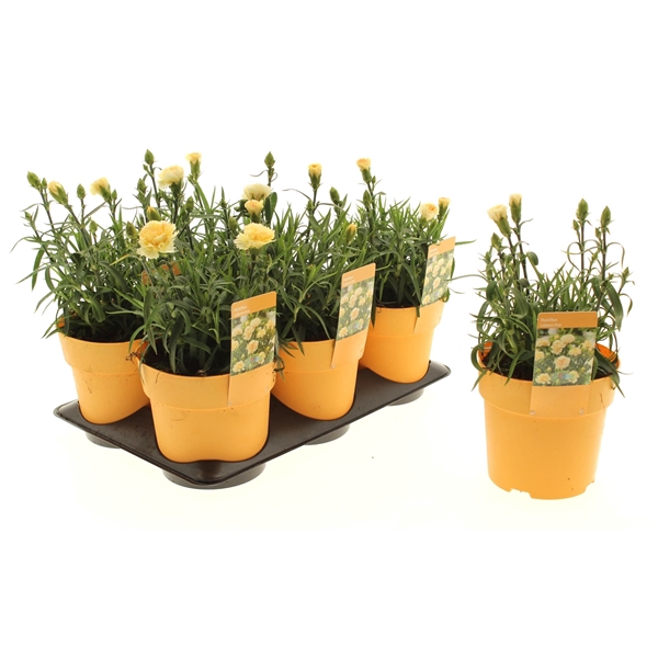 <h4>Dianthus Coloros Oro</h4>