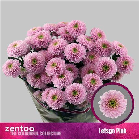 <h4>Chr T Letsgo Pink</h4>