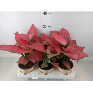 Aglaonema   ...