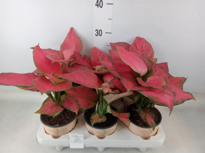 <h4>Aglaonema   ...</h4>