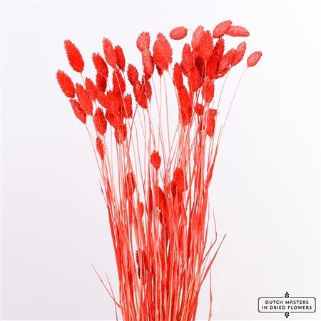 <h4>Dried Phalaris Bl Red Bunch</h4>