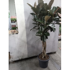 Ficus elastica 'Burgundy'